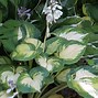 Image result for Hosta Great Expectations