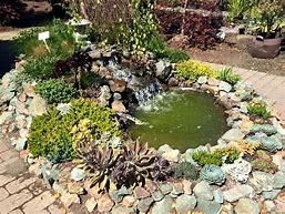 Image result for Succulents and Cacti of Brookings Oregon