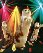 Image result for Very Happy Cat