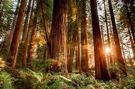 Image result for Redwood Forest California Sun Breaks