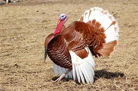 Image result for turkey breeds