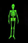 Image result for Glow in the Dark Skeletons