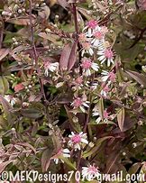 Image result for Aster lateriflorus Prince