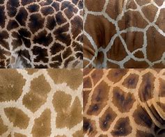 Image result for giraffe patterns