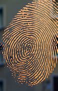 Image result for Fingerprint Pores