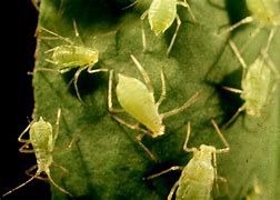 Image result for "pea-aphid"