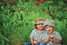 Image result for Archibald Orchards