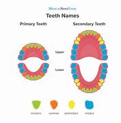 Image result for Incisor Sharp Teeth