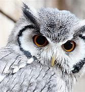 Image result for Owl Background Wallpaper