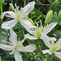 Image result for Sweet Autumn Clematis Mobot