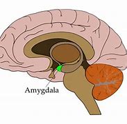 Image result for Parts of the Brain Amygdala