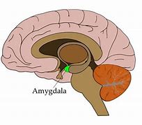 Image result for Amygdala Image