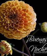 Image result for �rbuenas
