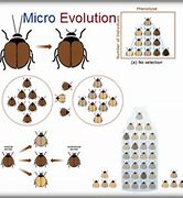 Image result for Microevolution Clip Art