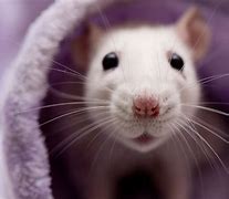 Image result for Happy Pet Rat