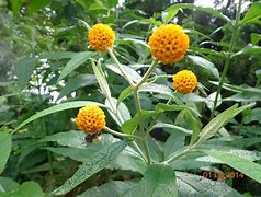 Bildergebnis für Buddleja globosa