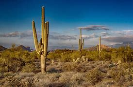 Image result for Cactus Desert Wallpaper 4K