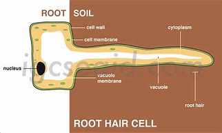 Image result for Cross Section of a Dry Cell