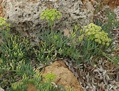 Bildergebnis für Crithmum maritimum