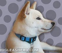 Image result for White Shiba Inu Dog
