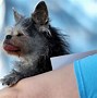 Image result for An Ugly Dog