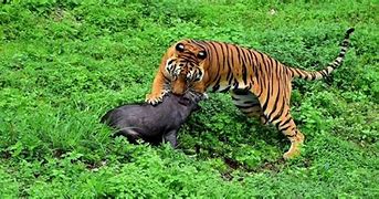 Image result for Boar Killing Tiger