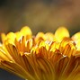 Image result for Yellow Floral Wallpaper