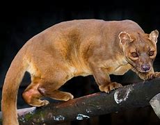 Image result for fosa