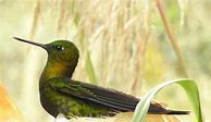 Image result for Eriocnemis Trochilidae