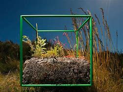 Image result for One Cubic Foot Cage
