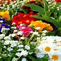 Image result for Colorful and Beautiful Wallpaper