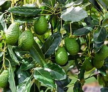 Image result for Pokok Avocado