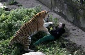 Image result for Tiger Tore a Person Arm Off