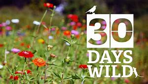 Image result for 30 Days Wild Certificate
