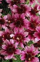 Image result for Coreopsis rosea Sweet Dreams ®