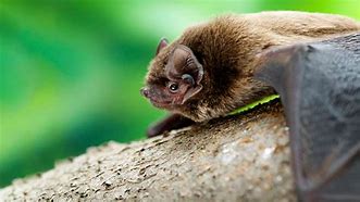 Image result for Bat Nature Journal
