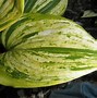 Image result for Hosta Gunthers Rim