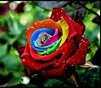 Image result for Pink Rainbow and Pink Rose