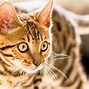 Image result for Big Kitty Cat