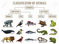 Image result for Mammals and Reptiles Pictures for Kids