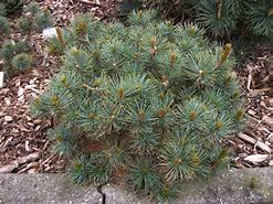 Image result for Pinus pumila Blue Mops