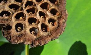 Image result for Lotus Seed Pod Skin Disease