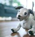 Image result for Shop Dog Robot Aibo