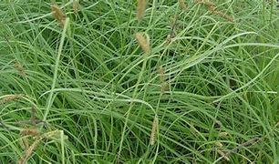 Image result for Carex flacca Buis