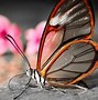 Image result for Butterfly 3000 HD