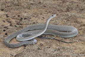 Image result for Deadly Black Mamba Snake