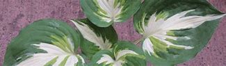 Image result for Hosta Christmas Island