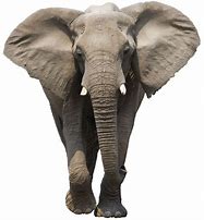 Image result for Elephant No Background