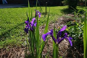 Image result for Purple Iris Bulbs