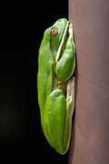 Image result for Daintree Tree Frogs